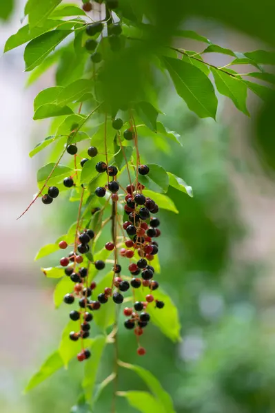 stock image Prunus padus bird cherry hackberry tree branches with hanging black and red fruits, green leaves in autumn daylight, herbal berry medicine