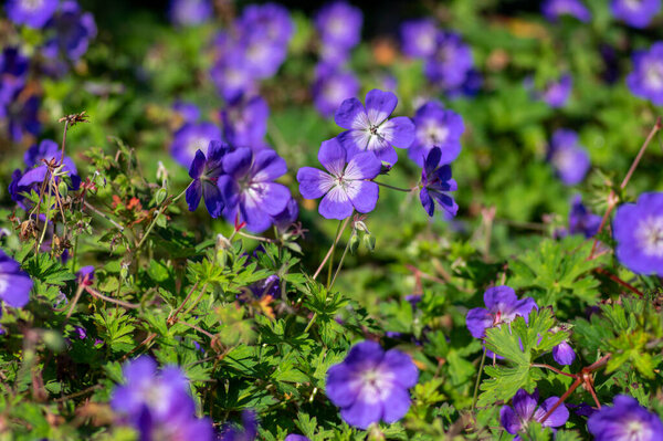 Cranesbills группа сине-белый фиолетовый букет цветы в цвету, Гераниум Розанна цветущие декоративные растения, зеленые листья