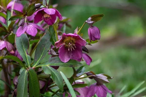 stock image Helleborus purpurascens pink purple early spring flowering plant, beautiful flowers in bloom with green leaves in sunlight