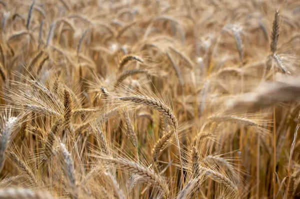 stock image Hordeum vulgare barley tall stem and seeds in golden yellow color before harvesting on the field, ripening agricultural cereals