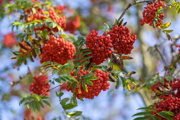 stock image Sorbus aucuparia moutain-ash rowan tree branches with green leaves and red pomes berries on branches, blue sky