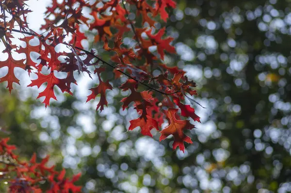 Quercus coccinea parlak renkli kırmızı yapraklar sonbahar mevsiminde gün ışığında arka planda, güzel bir sonbahar ağacı.