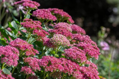 Hylotelephium sedum spectabile sonbahar mor çiçekli süs bitkisi, güzel sonbahar neşe taşları çiçek açmış yeşil yapraklar