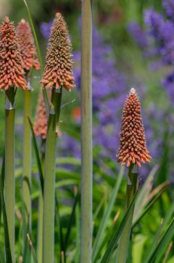 Kniphofia uvaria bright orange red bud ornamental flowering plants on tall stem, group tritomea torch lily red hot poker flowers clipart