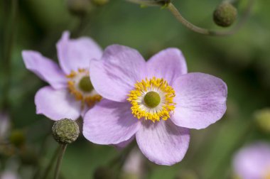 Anemone hupehensis praecox pink petal simplicity beautiful flowers in bloom, windflowers flowering plants in the garden clipart