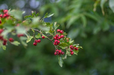 Crataegus monogyna tek tohumlu şahin şahini ağaç dallarında kırmızı olgun meyveler ve yapraklarla