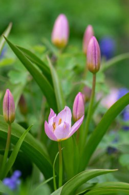 Tulipa saxatilis renkleri parlak sarı çiçekli Girit lale çiçekleri, bahar zamanı güzel leylak harikası çiçek açmış kaya bitkileri.