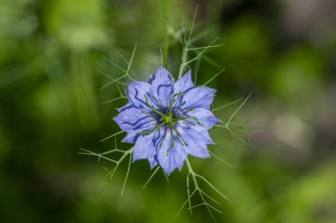 Nigella Damascena, yaz başında çiçek açan küçük yeşil çalılıklarda mavi çiçeklerin farklı tonlarında, süs çiçekleri açan bahçe.