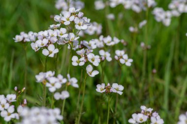 Cardamine pratensis guguk kuşu çiçek açmış, yeşil çayırda çiçek açan bir grup çiçek.