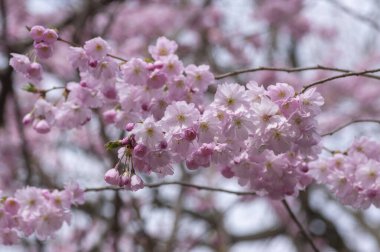 Prunus sargentii alcolade Sargent kiraz çiçekli ağaç dalları, güzel gruplar açık pembe yaprak çiçekleri ve küçük tomurcuklar gün ışığında gökyüzüne karşı