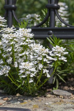 Iberis sempervirens hiç bitmeyen yeşil şekerleme daimi çiçek, metal çit içinde parlak beyaz bahar çiçekli kaya bitkileri grubu