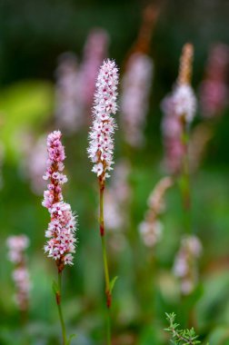 Bistorta affinis fleece flower in bloom, beautiful white purple knotweed Himalayan Persicaria bistort flowering plant in garden, ground covering clipart