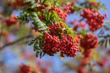 Sorbus aucuparia moutain-ash rowan ağacı dalları yeşil yapraklar ve dallarda kırmızı nar meyveleri, mavi gökyüzü