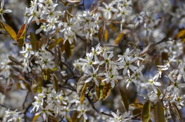 Amelanchier lamarckii yapraklı yaprak döken çalılar, ilkbaharda açan dallardaki karlı beyaz taç yapraklı çiçekler.