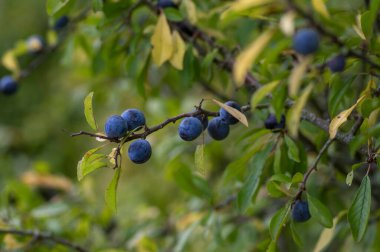 Prunus spinosa blackthorn sloe with blue ripening fruit on funches with leaves early umn