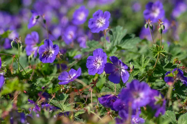 Mavi mor buket çiçekli Cranesbills grubu, Geranium Rozanne çiçek açan süs bitkisi, yeşil yapraklar