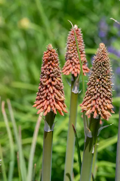 stock image Kniphofia uvaria bright orange red bud ornamental flowering plants on tall stem, group tritomea torch lily red hot poker flowers