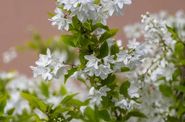 stock image Deutzia gracilis duncan Chardonnay pearls bright white flowering shrub, beautiful ornamental tiny flowers in bloom