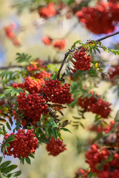 stock image Sorbus aucuparia moutain-ash rowan tree branches with green leaves and red pomes berries on branches, blue sky