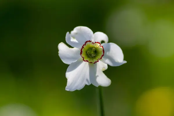 stock image Narcissus poeticus bright yellow white ornamental flowering plant, group of beautiful springtime flowers in the garden