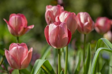 Parlak açık pembe renkli ülke Darwin laleleri çiçek açıyor, bahar çiçekli çiçek açan çiçek yaprakları süs bahçesinde.