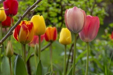 Bright red and yellow color country Darwin tulips in bloom, bouquet of springtime flowering plants in the ornamental gardens clipart