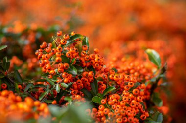 Pyracantha coccinea kırmızısı ateş dikenli süs çalısı, parlak turuncu meyve grubu sonbahar çalılığında asılı, yeşil yapraklar