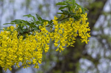 Laburnum anagyroides ornamental yellow shrub branches in bloom against blue sky, flowering small tree bush clipart