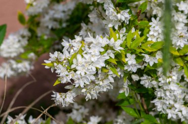 Deutzia gracilis Duncan Chardonnay parlak beyaz çiçekli çalılar, çiçek açmış güzel süs çiçekleri