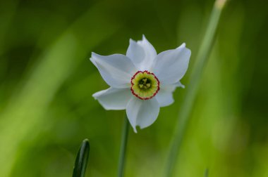 Narcissus şiirsel parlak sarı süslemeli çiçek, bahçede bir grup güzel bahar çiçeği.