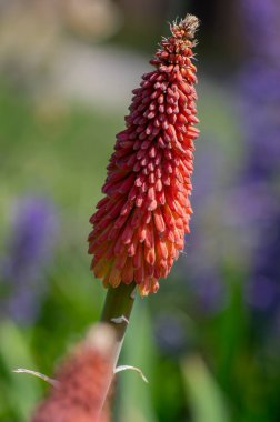 Kniphofia uvaria bright orange red bud ornamental flowering plants on tall stem, group tritomea torch lily red hot poker flowers clipart