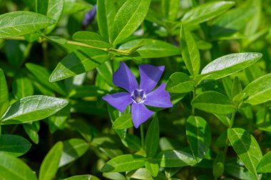 Vinca minör minör küçük menekşe çiçekleri çiçek, yaygın menekşe çiçekleri çiçek, mavi mor sürünen süs çiçekleri