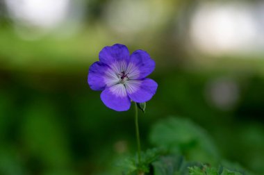 Mavi mor buket çiçekli Cranesbills grubu, Geranium Rozanne çiçek açan süs bitkisi, yeşil yapraklar