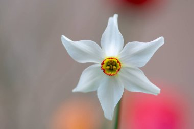Narcissus şiirsel parlak sarı süslemeli çiçek, bahçede bir grup güzel bahar çiçeği.