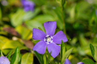 Vinca minör minör menekşe süs çiçekleri çiçek, yaygın menekşe çiçekleri yeşil yapraklı sürünen çiçekler