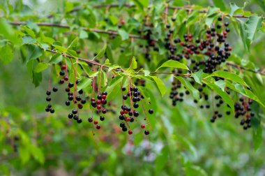 Prunus padus bird cherry hackberry tree branches with hanging black and red fruits, green leaves in autumn daylight, herbal berry medicine