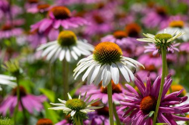 Ekinezya purpurea mor ve beyaz koni çiçekleri çiçek açan bitkiler, çiçek açmış bir grup tıbbi kirpi.