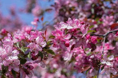 Süslü elma ağacı bitkisi baharda çiçek açar, toringo kırmızısı parlak mor yapraklar ve çiçek açan pembe süs çiçekleri