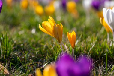 Çiçekli tarla vernus bitkileri, bir grup parlak renkli ilkbahar çiçekleri çiçek, yeşil çimenler