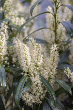 Prunus laurocerasus cherry laurel flowering plants, group of white flowers on bush branches in bloom, green foliage, ornamental garden clipart