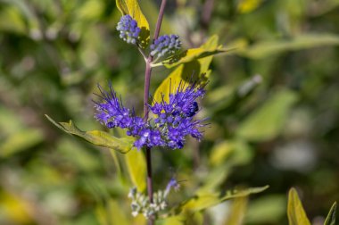 Karyopteris klandonensis mavi sakal. Çiçek açmış parlak mavi çiçekler. Süslü sonbahar çiçekli parklar.