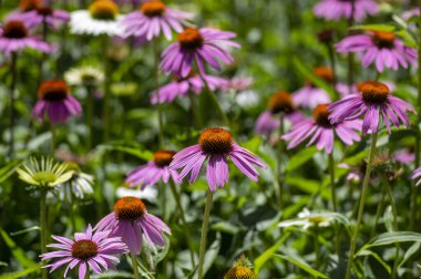 Ekinezya purpurea mor ve beyaz koni çiçekleri çiçek açan bitkiler, çiçek açmış bir grup tıbbi kirpi.