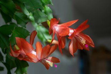 Schlumbergera truncata Thanksgiving Christmas cactus in bloom orange red flowering houseplant in detail and daylight clipart