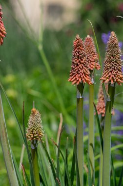 Kniphofia uvaria parlak turuncu tomurcuk süsleme bitkileri uzun saplı, grup tritomea meşalesi zambak kırmızı sıcak poker çiçekleri