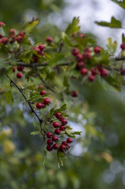 Crataegus monogyna common one-seed hawthorn hawberry with red ripened fruits on tree branches with leaves clipart