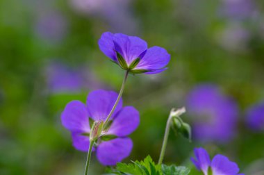 Mavi mor buket çiçekli Cranesbills grubu, Geranium Rozanne çiçek açan süs bitkisi, yeşil yapraklar