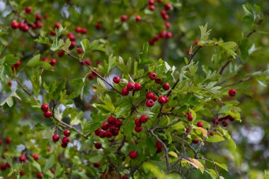 Crataegus monogyna tek tohumlu şahin şahini ağaç dallarında kırmızı olgun meyveler ve yapraklarla