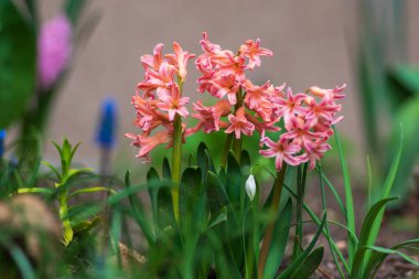 Hyacinthus Orientalis süslemeleri güzel bahar çiçekleri, çiçek açan pembe renkli çiçekler grubu