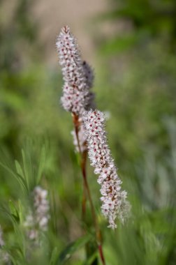 Bistorta affinis fleece flower in bloom, beautiful white white mor knotweed Himalaya Persicaria bistort flowing plant in jardin