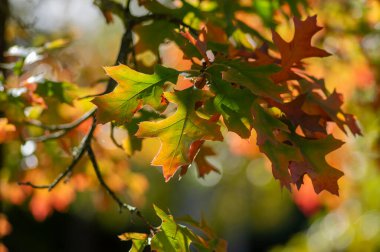 Quercus coccinea red orange yellow leaves during autumn season, ornamental parkland tree detail clipart